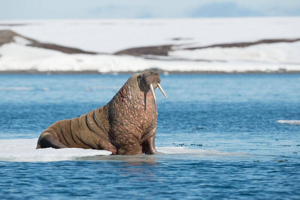 The walrus lay down to rest in the Arctic, and woke up in the British Isles